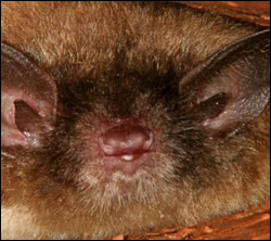 Punta Gorda bat removal